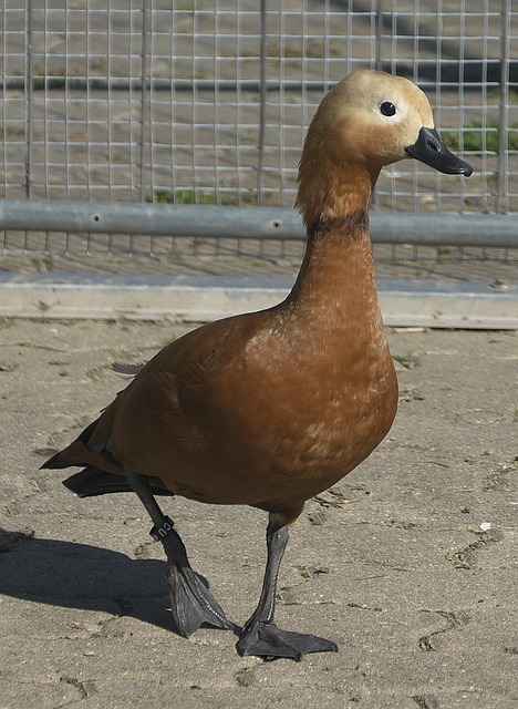 境遇就不太